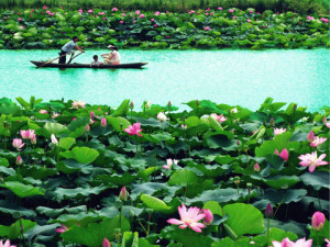 lotus pond