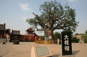 Ancient Chinese Scholar tree